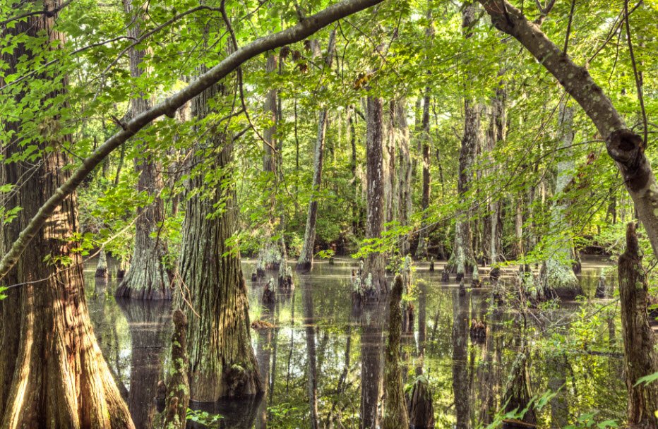 First Landing State Park, Virginia, USA